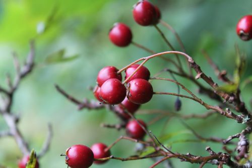 hawthorn berry red