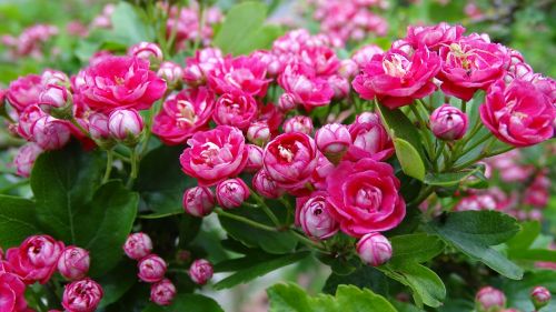 hawthorn flowers pink flower