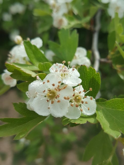 hawthorn