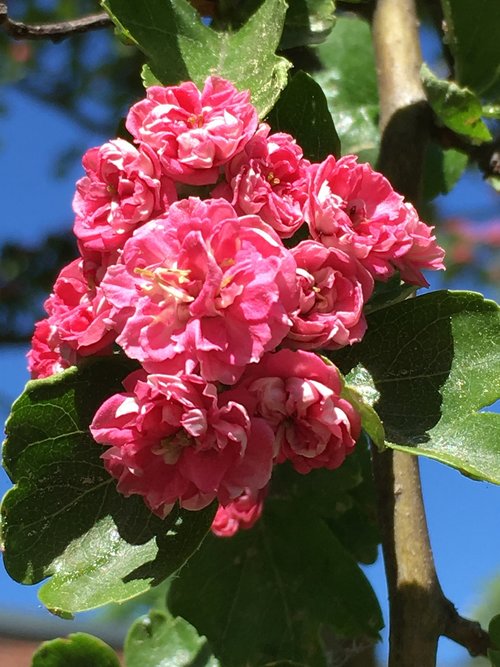 hawthorn  blossom  bloom