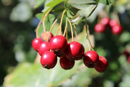 hawthorn  meidoorn bessen  berry