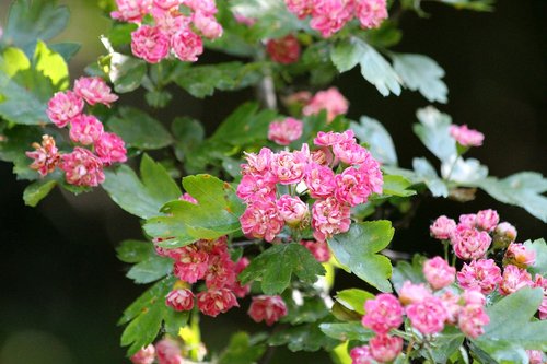 hawthorn  flowers  pink flowers