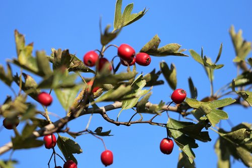 hawthorn  red berries  leaves