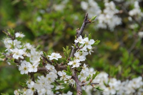 hawthorn  blossom  flowers