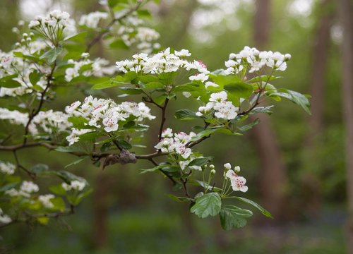 hawthorn  hawthorn blossom  blossom