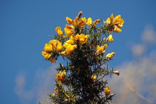 hawthorn flower yellow