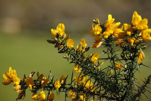 hawthorn flower yellow