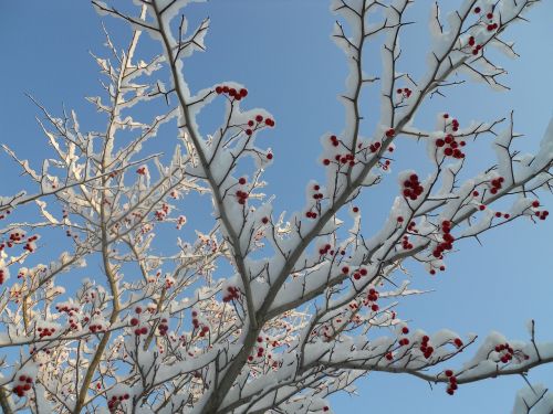 hawthorne tree red berries snow