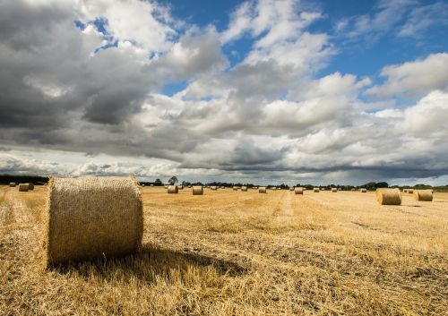 hay field autumn