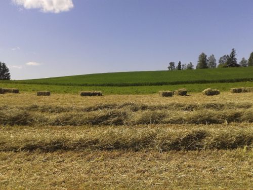 hay field landscape