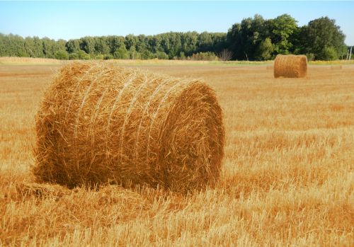 hay field nature