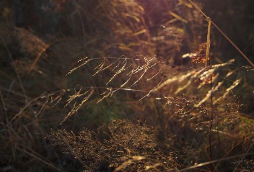 hay forest light