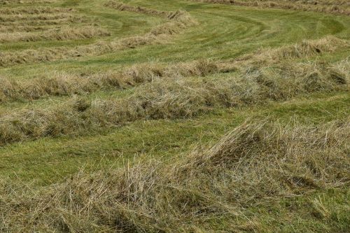 hay mowed grass