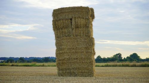 hay field farm