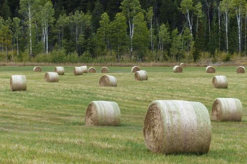hay balls field