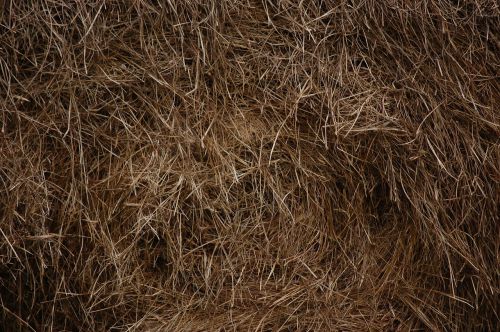 hay field grass