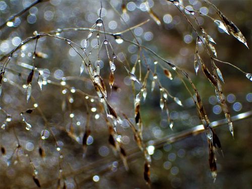 hay water droplets close-up