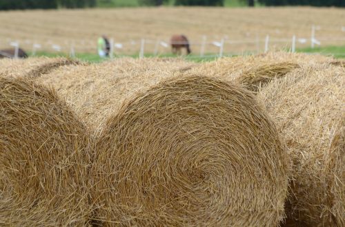 hay grass bales