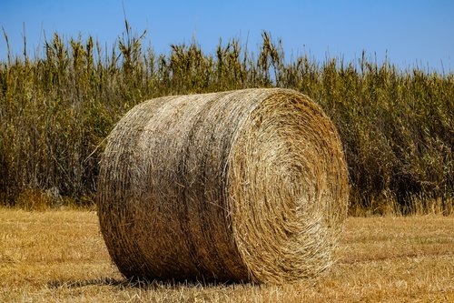 hay  agriculture  straw