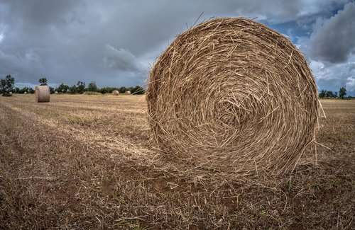 hay  straw  farm