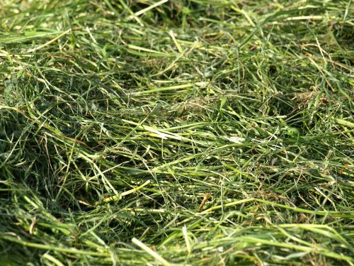 hay grass mowed