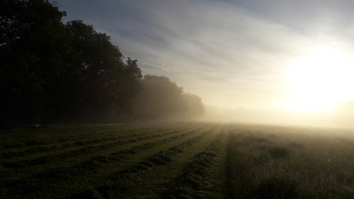 hay  cup  grass