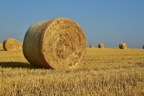 hay  straw  harvest