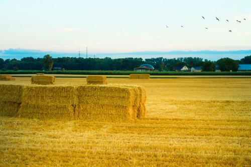 hay  field  agriculture