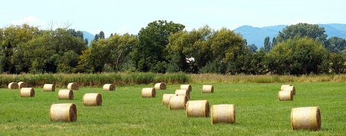 hay  straw  agriculture