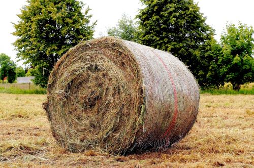hay meadow round bales