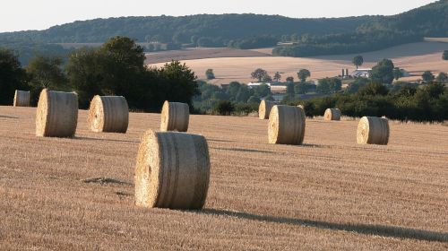 hay forage hay bales