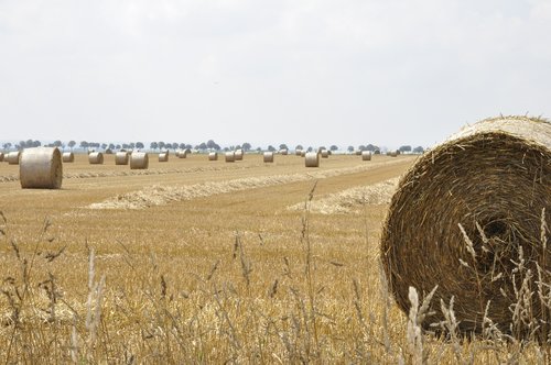 hay  landscape  field