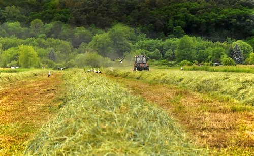 hay  harvest  field