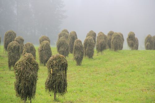 hay straw grass