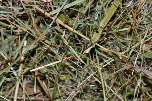 hay dried grass close