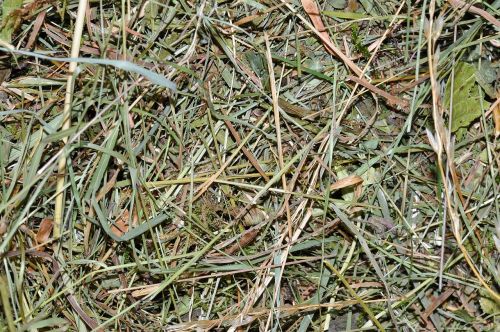 hay alpine meadows natural material