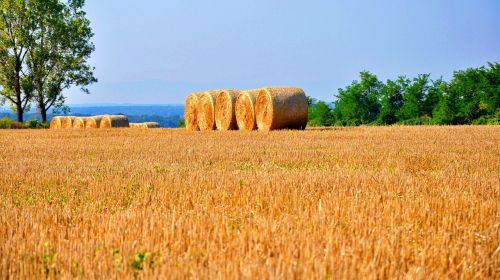hay summer field