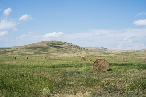 hay bales grass