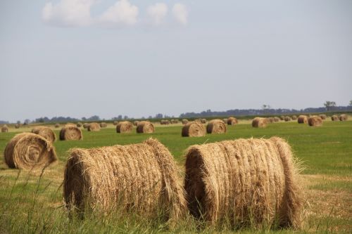 hay field agri