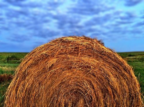 hay straw field