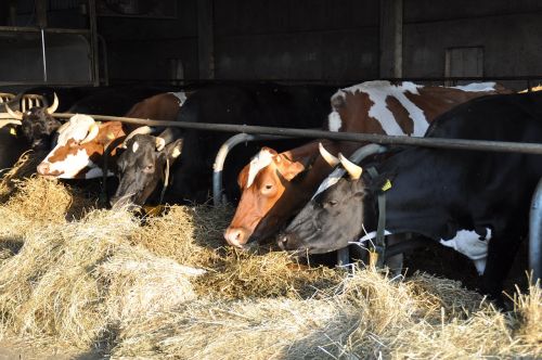 hay cows farm