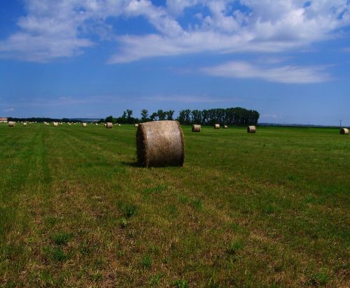 hay bale forage mown field