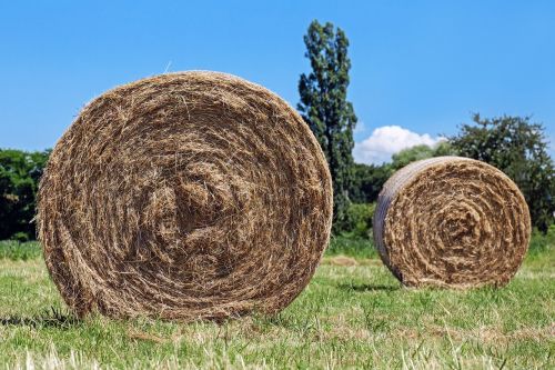 hay bales field hay