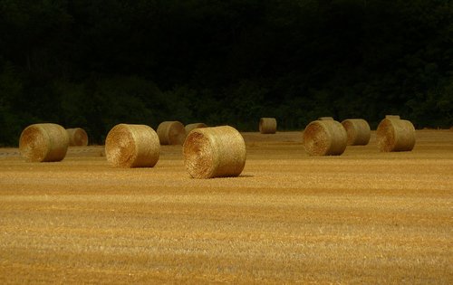 hay bales  harvest  summer