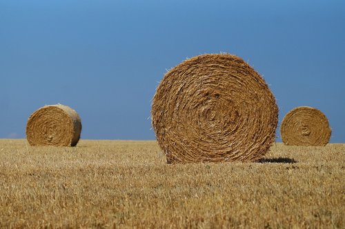 hay bales  straw  agriculture