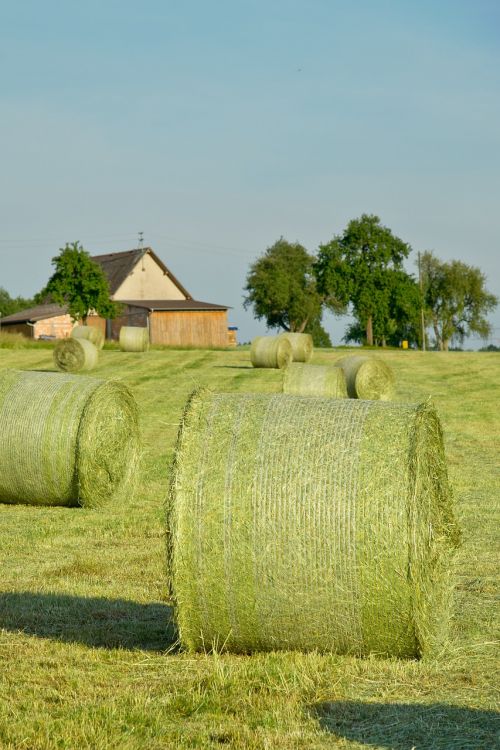 hay bales straw hay