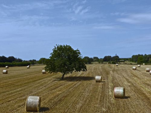 hay bales farming agricultural