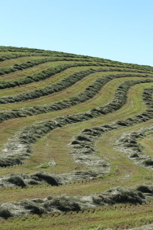 Hay Field Crop Curved Lines