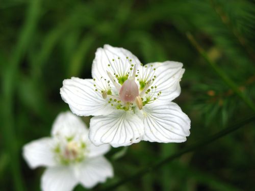 hay flower flower white