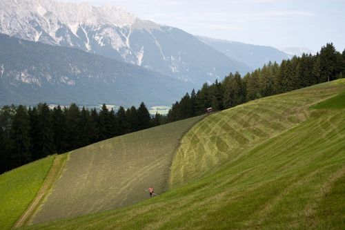 hay making mountain fields tulfes